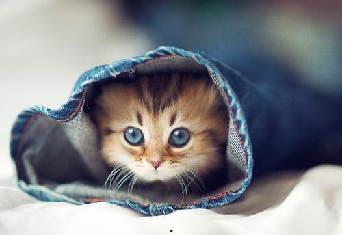 娱乐吃瓜君七七猫咪,娱乐吃瓜君的萌宠日常