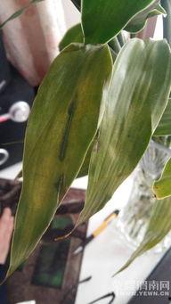 娱乐吃瓜酱竹子